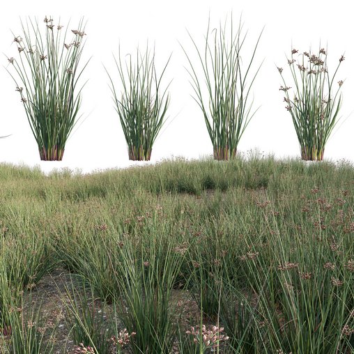 Juncus effusus – Common Rush 02