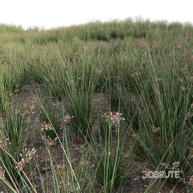 Juncus effusus – Common Rush Image 2
