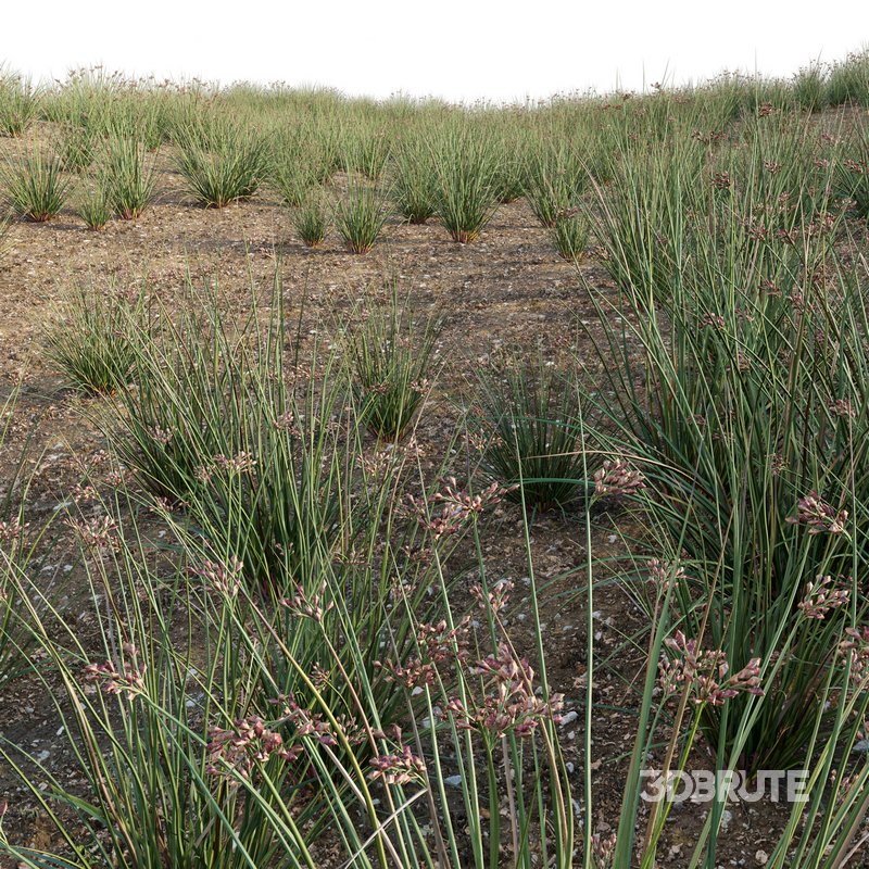 Juncus effusus – Common Rush Image 3