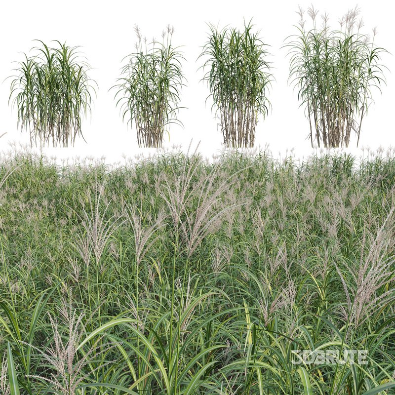 Miscanthus giganteus 01 Image 1