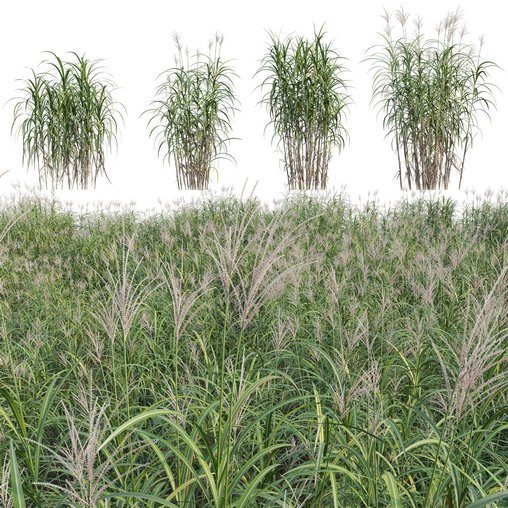 Miscanthus giganteus 01
