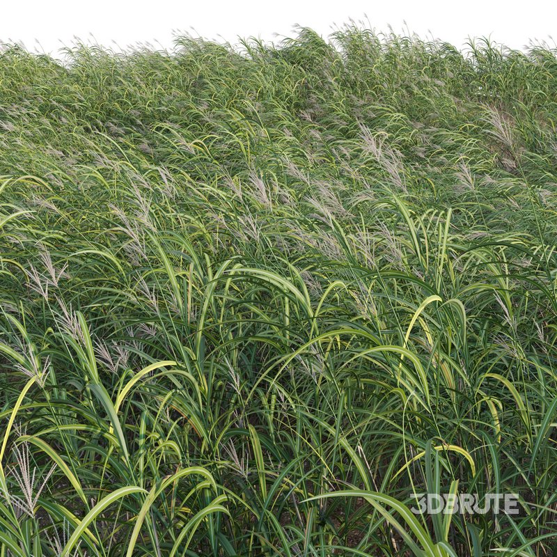 Miscanthus giganteus 01 Image 2