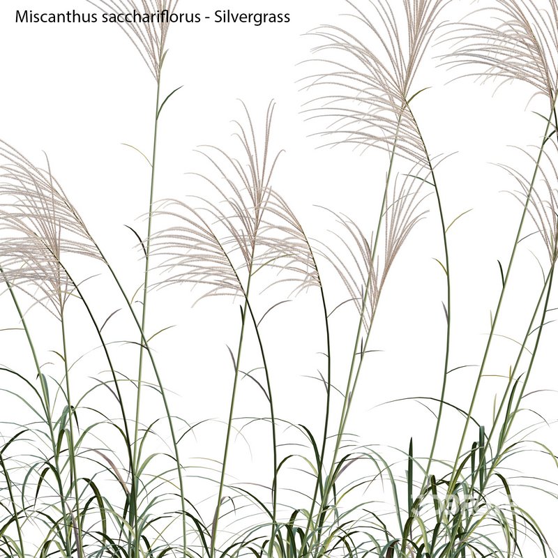 Miscanthus sacchariflorus – Silvergrass 01 Image 3