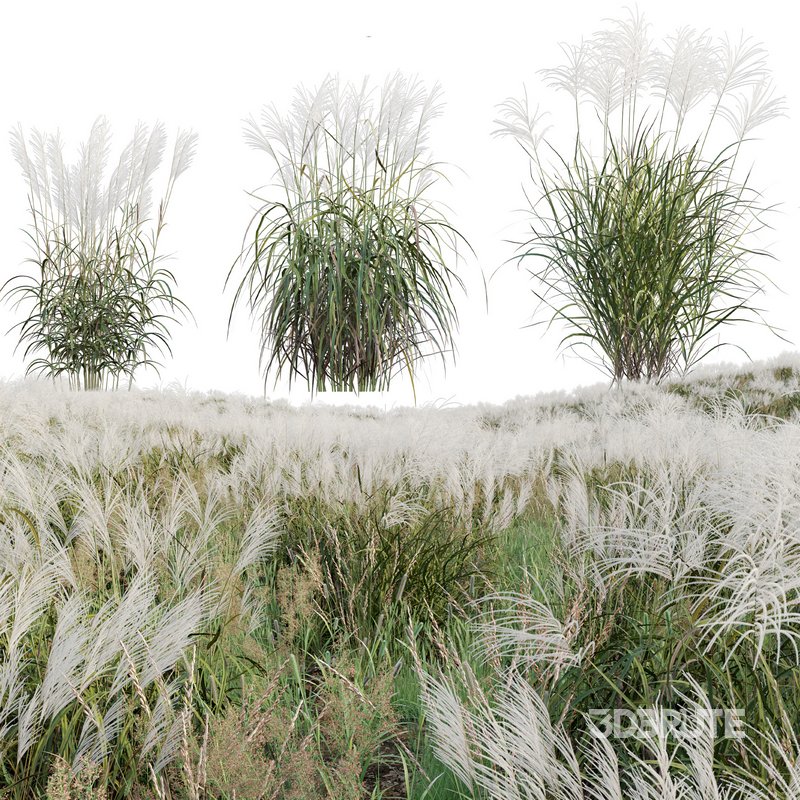 Miscanthus sacchariflorus – Silvergrass 02 Image 1