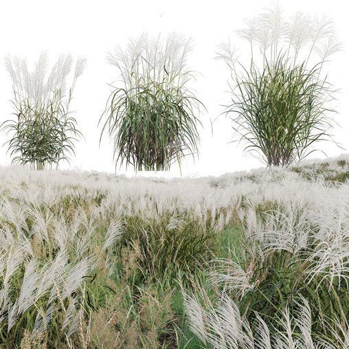 Miscanthus sacchariflorus – Silvergrass 02