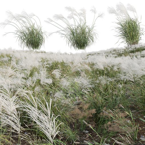 Miscanthus sacchariflorus – Silvergrass 03