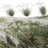 Miscanthus sacchariflorus – Silvergrass 03 - Thumbnail 1
