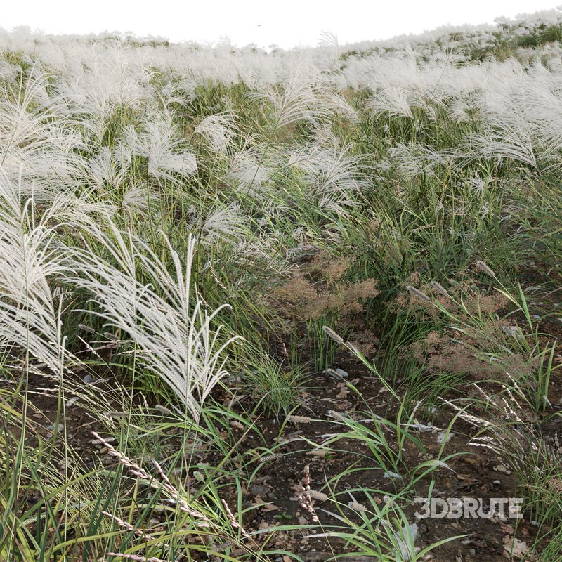 Miscanthus sacchariflorus – Silvergrass 03 Image 3