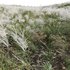 Miscanthus sacchariflorus – Silvergrass 02 - Thumbnail 2
