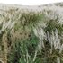 Miscanthus sacchariflorus – Silvergrass 03 - Thumbnail 2