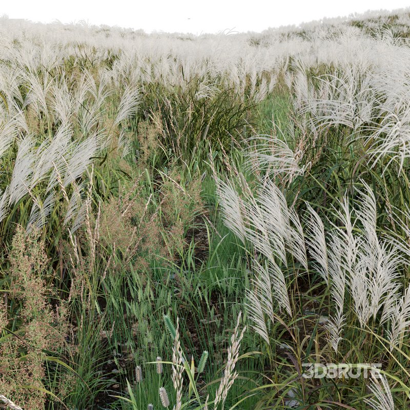 Miscanthus sacchariflorus – Silvergrass 02 Image 3