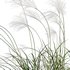 Miscanthus sacchariflorus – Silvergrass 03 - Thumbnail 4