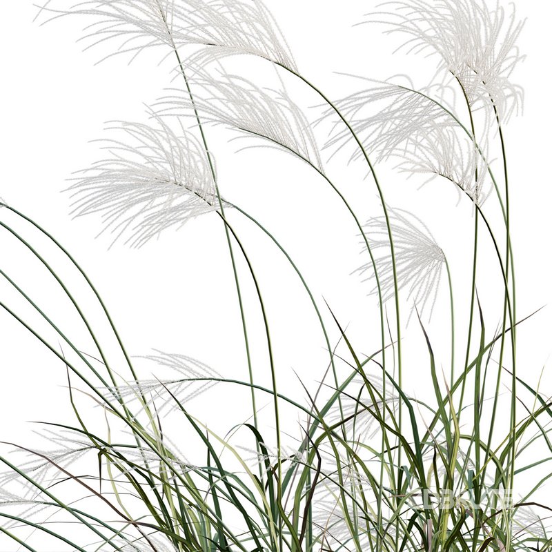 Miscanthus sacchariflorus – Silvergrass 03 Image 4