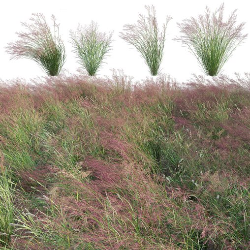Panicum virgatum Switchgrass