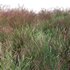 Panicum virgatum Switchgrass - Thumbnail 3