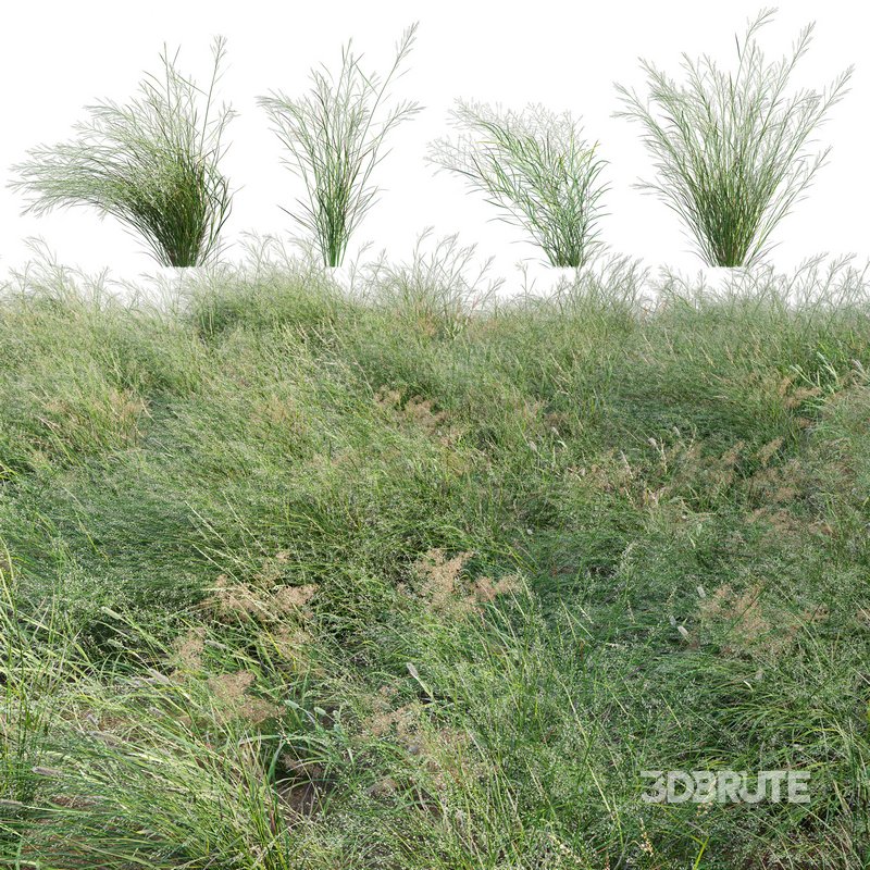 Panicum virgatum Switchgrass 02 Image 1