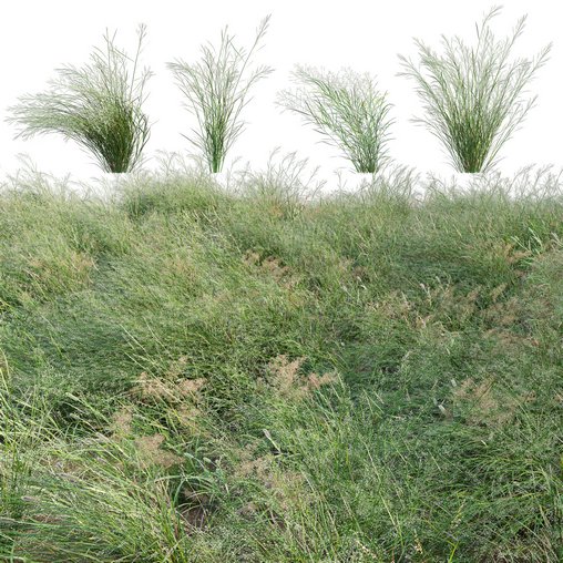 Panicum virgatum Switchgrass 02