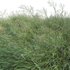 Panicum virgatum Switchgrass 02 - Thumbnail 2
