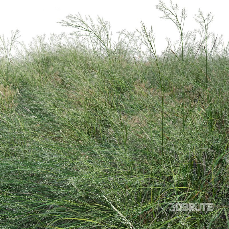 Panicum virgatum Switchgrass 02 Image 2