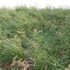 Panicum virgatum Switchgrass 02 - Thumbnail 3