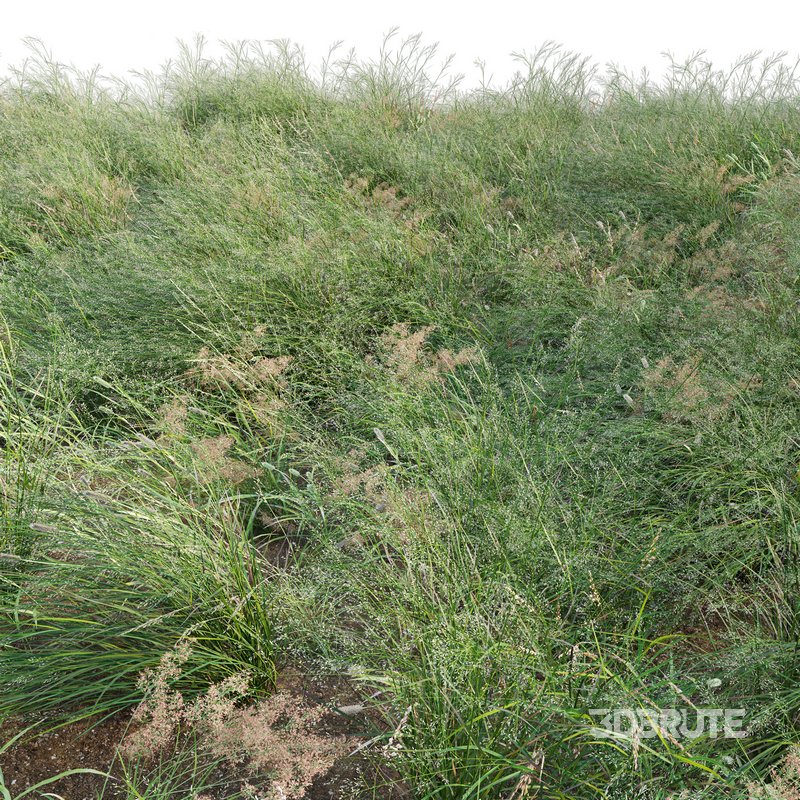 Panicum virgatum Switchgrass 02 Image 3