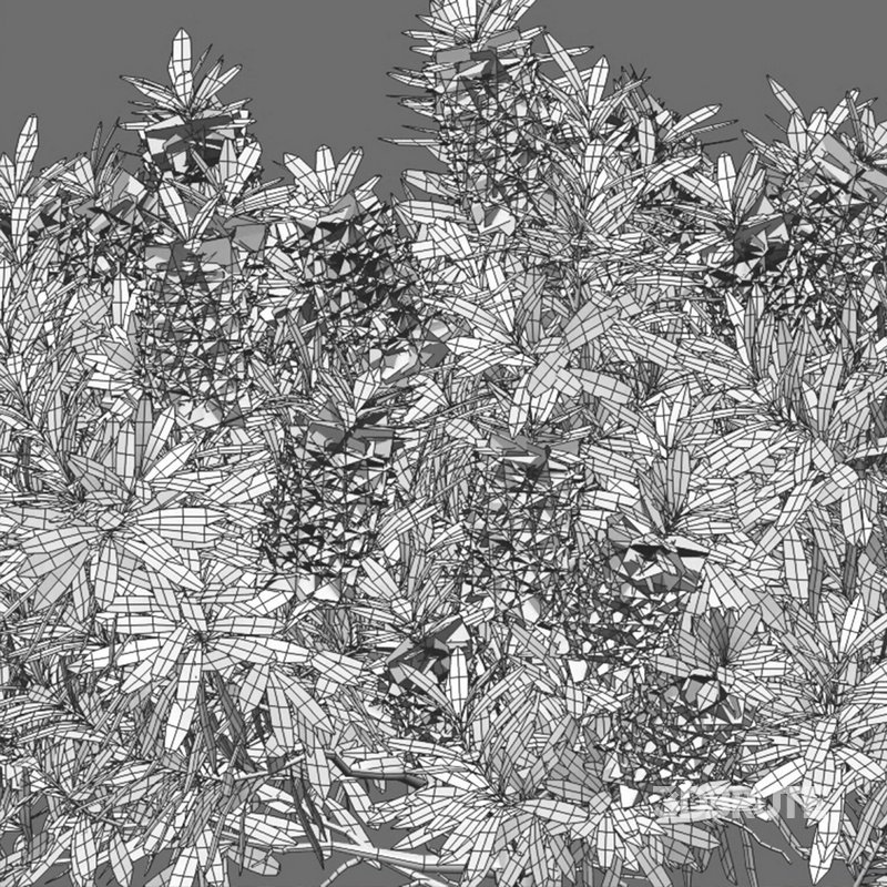 Callistemon Citrinus Little John – Little John Dwarf Red Bottlebrush Image 4