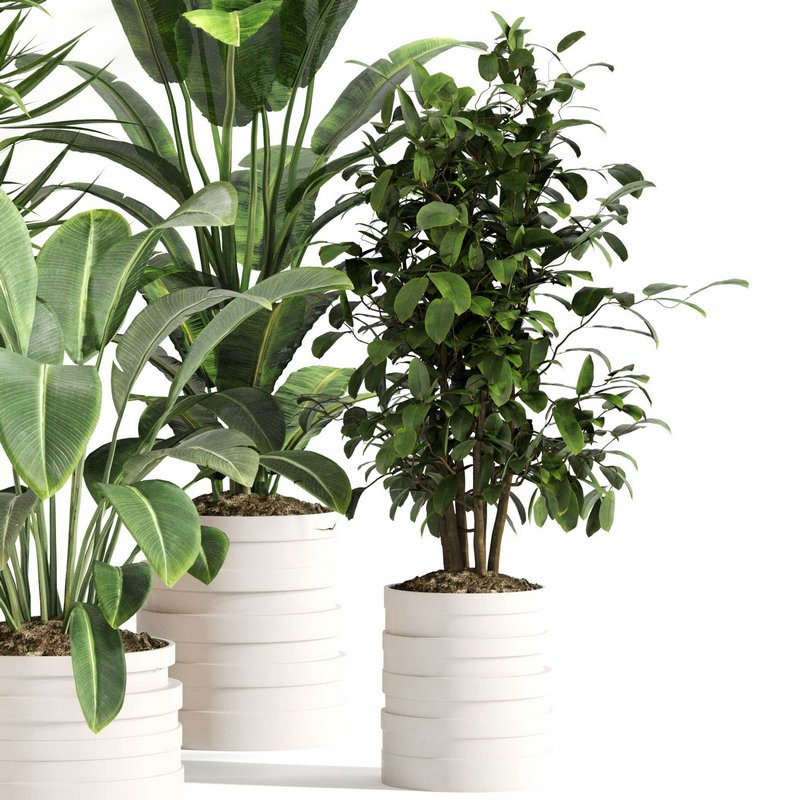 Indoor Plant Set 0146 Image 4