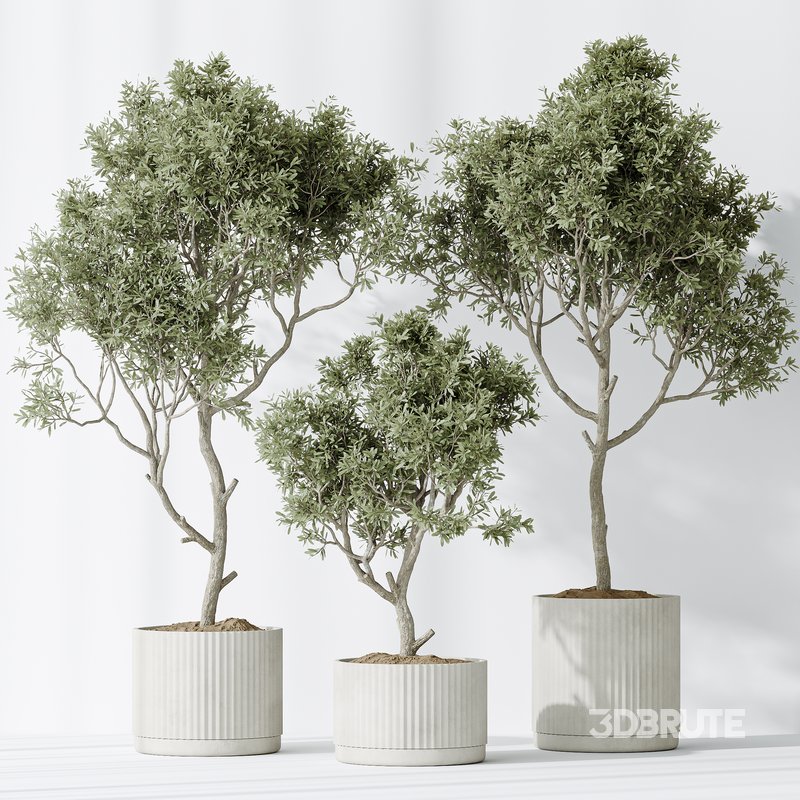 AV Indoor plants set 128 Mission Kalamata Leccino Arbequina Wilsonii Chemlali Olive Set Image 6