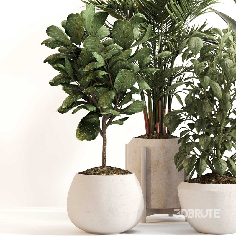 Indoor Plant Set 0147 Image 4