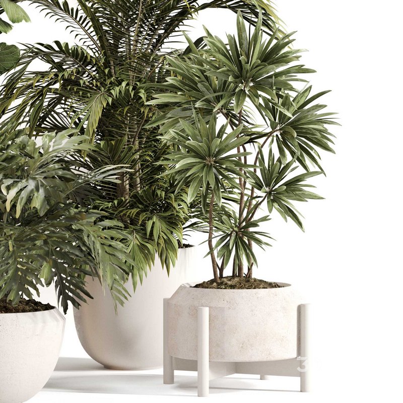 Indoor Plant Set 0145 Image 4