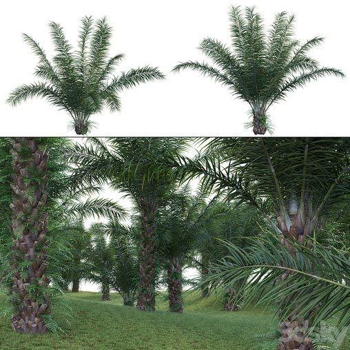 Elaeis guineensis – African oil palm
