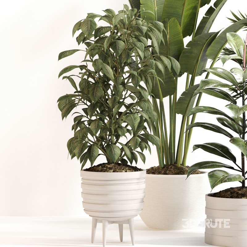 Indoor Plant Set 0143 Image 4