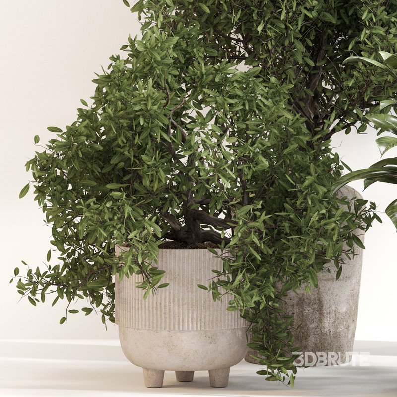 Indoor Plant Set 0141 Image 3