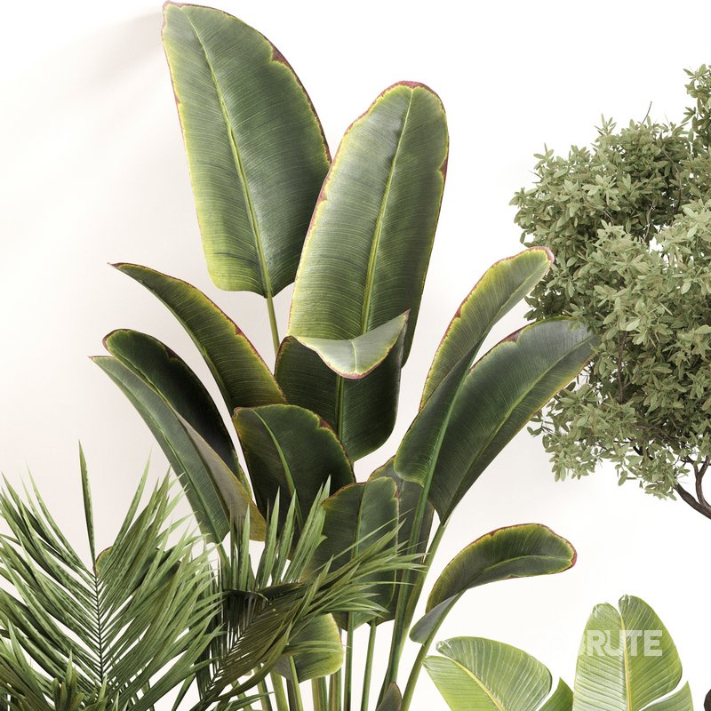 Indoor Plant Set 0142 Image 2