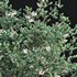 Arctostaphylos glauca ?C Big Berry Manzanita 03 - Thumbnail 2