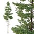 Pinus tree001 - Thumbnail 3