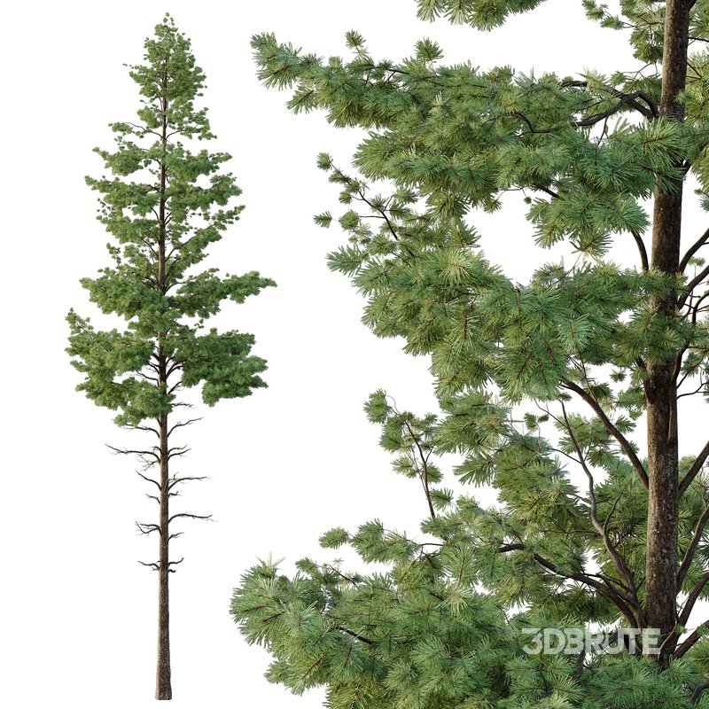 Pinus tree001 Image 3