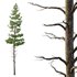 Pinus tree001 - Thumbnail 4