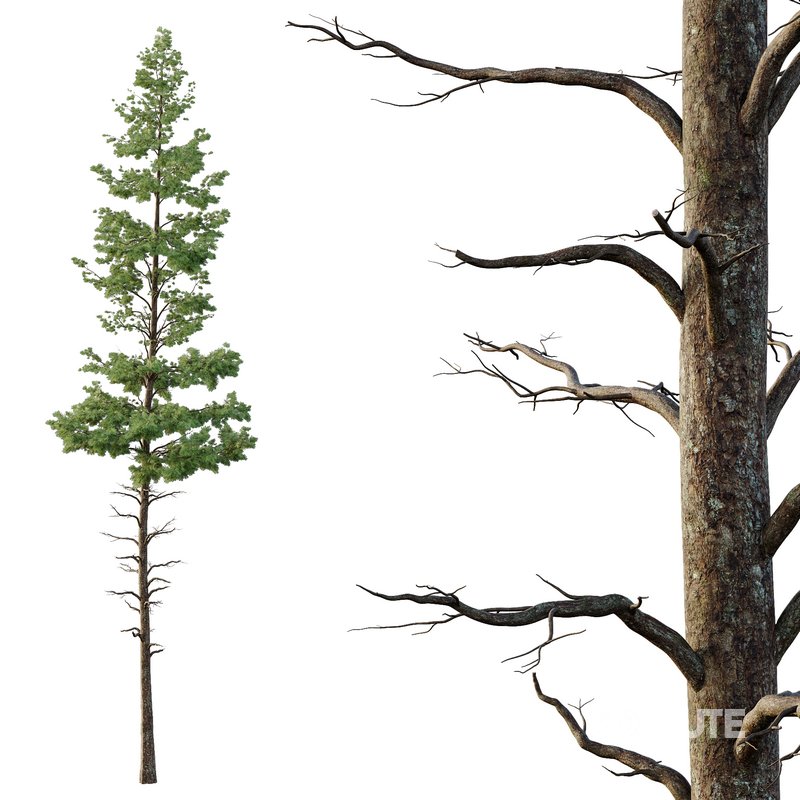 Pinus tree001 Image 4