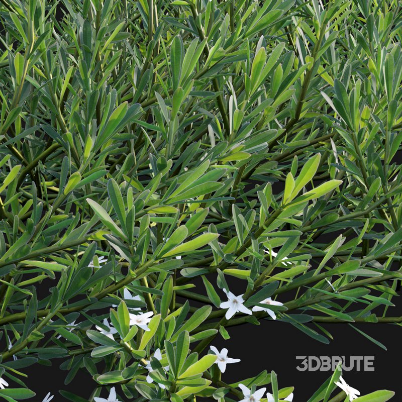 Myoporum Parvifolium- Yareena Image 2