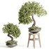 indoor plant Set Bonsai 127 - Thumbnail 5