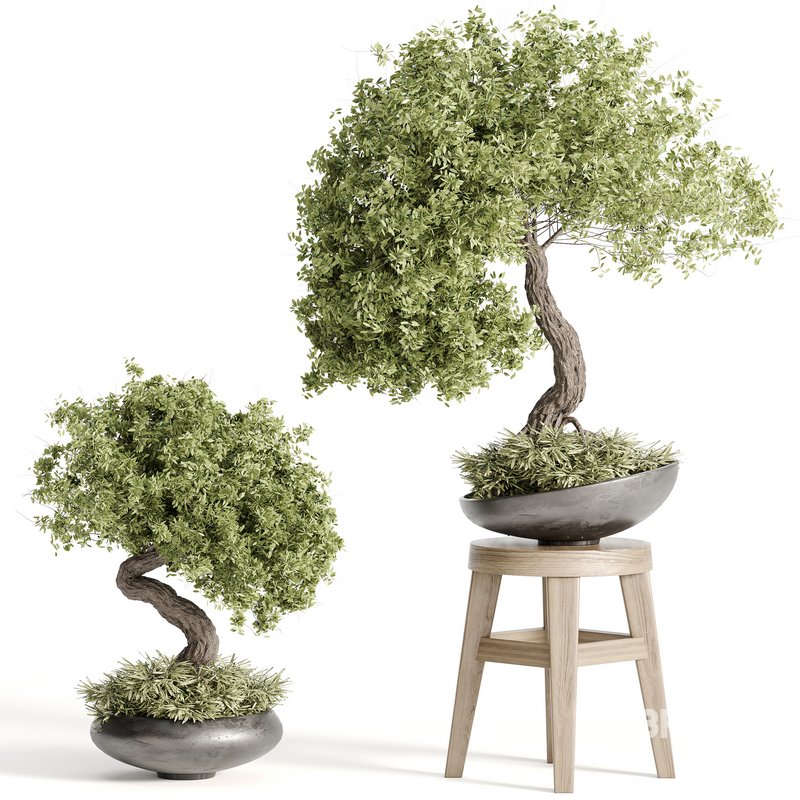 indoor plant Set Bonsai 127 Image 5
