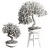 indoor plant Set Bonsai 127 - Thumbnail 4