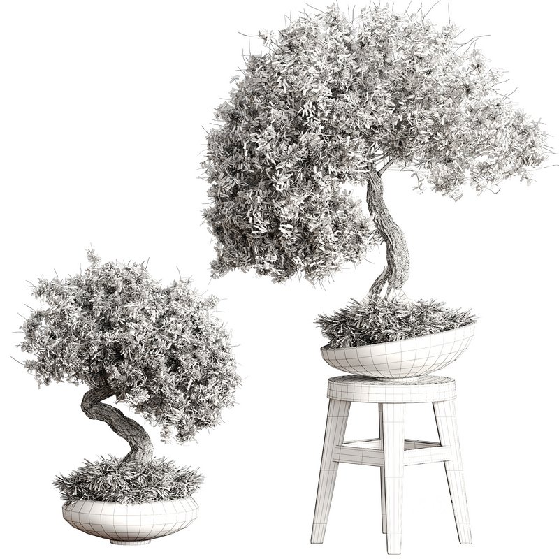 indoor plant Set Bonsai 127 Image 4