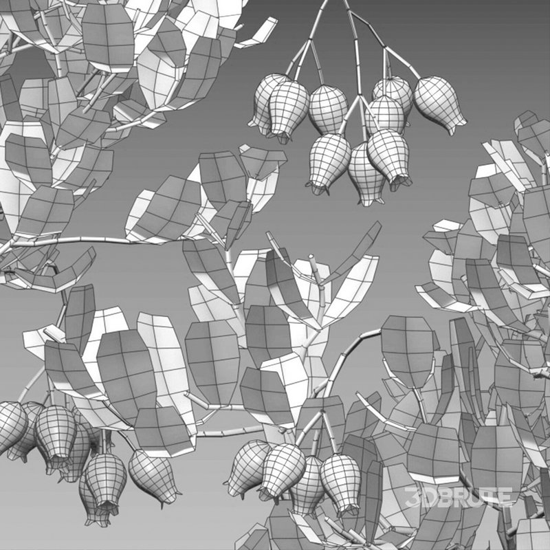 Arctostaphylos glauca ?C Big Berry Manzanita 02 Image 5