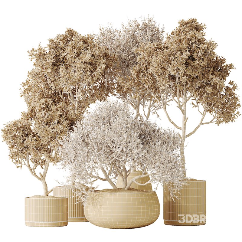 AV Indoor plants set 128 Mission Kalamata Leccino Arbequina Wilsonii Chemlali Olive Set Image 7