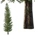 spruce tree13 - Thumbnail 2