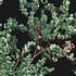 Arctostaphylos glauca ?C Big Berry Manzanita - Thumbnail 3