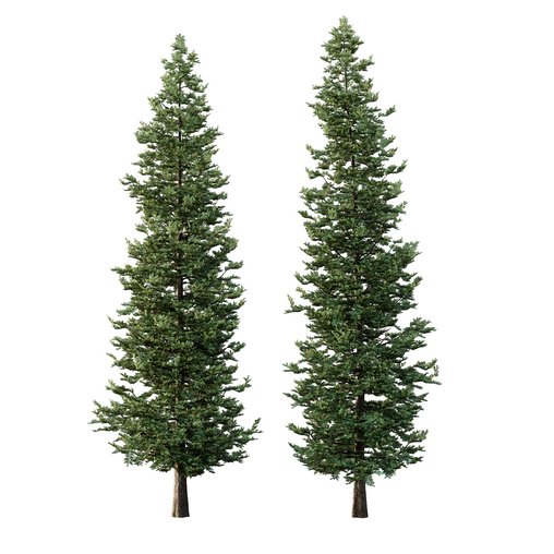 spruce tree13