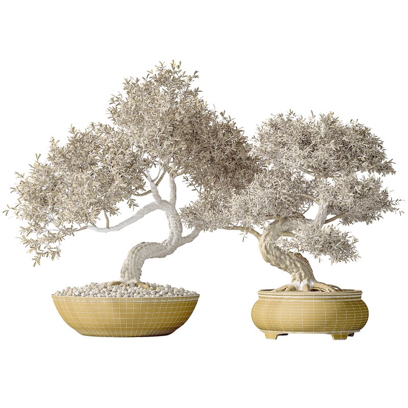 AV Indoor plants set 127 Mission Kalamata Leccino Arbequina Wilsonii Chemlali Olive Set Image 9